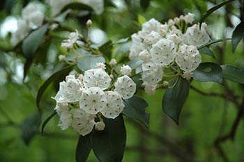 Mountain Laurel